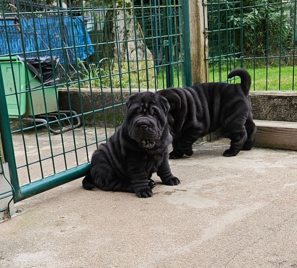 Des Fleurs De Chao Ling - Chiot disponible  - Shar Pei