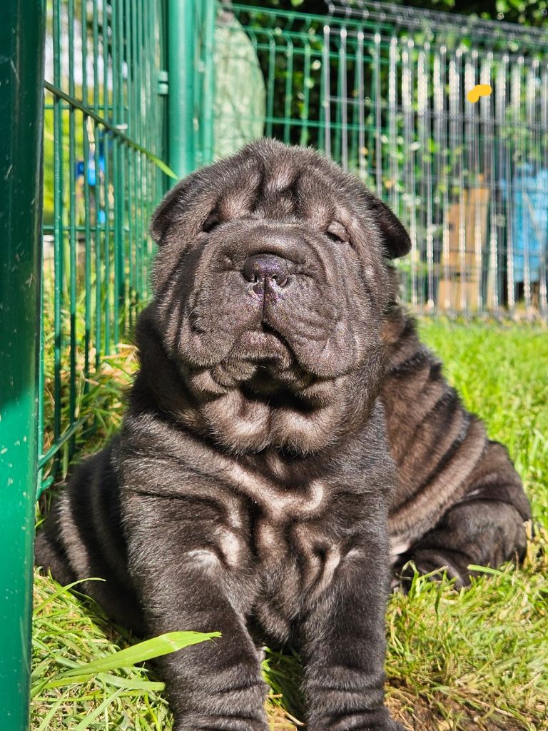 Des Fleurs De Chao Ling - Chiot disponible  - Shar Pei