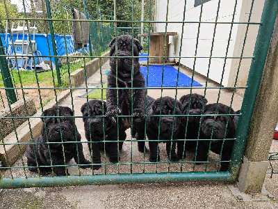 Des Fleurs De Chao Ling - Shar Pei - Portée née le 24/08/2024