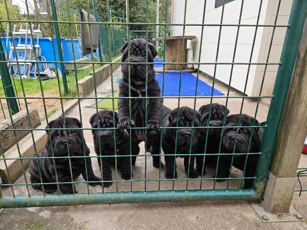 chiot Shar Pei Des Fleurs De Chao Ling