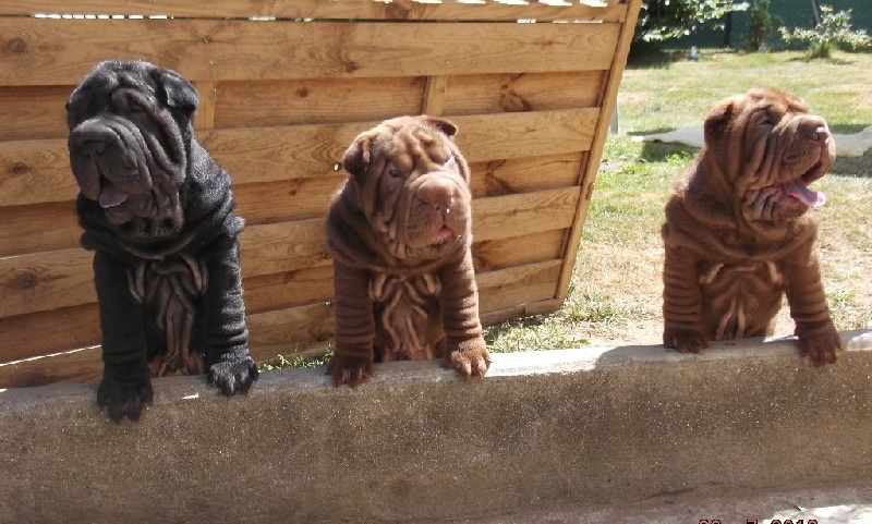 Des Fleurs De Chao Ling - Shar Pei - Portée née le 19/05/2016