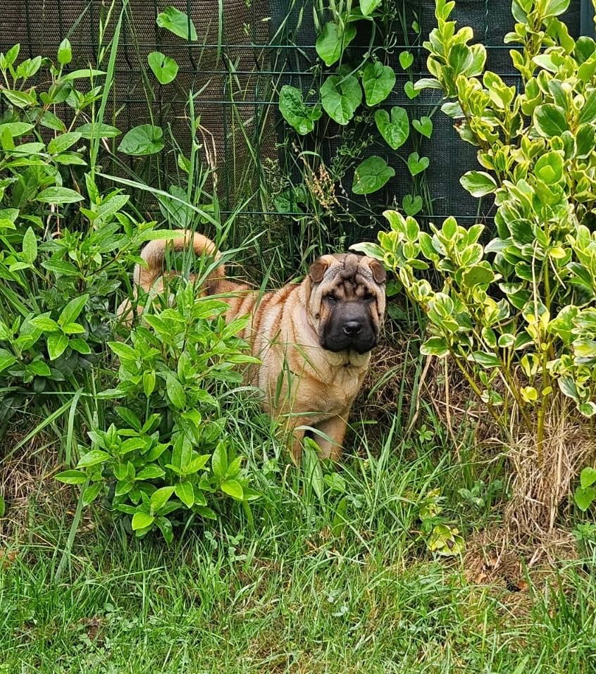Des Fleurs De Chao Ling - Chiots disponibles - Shar Pei