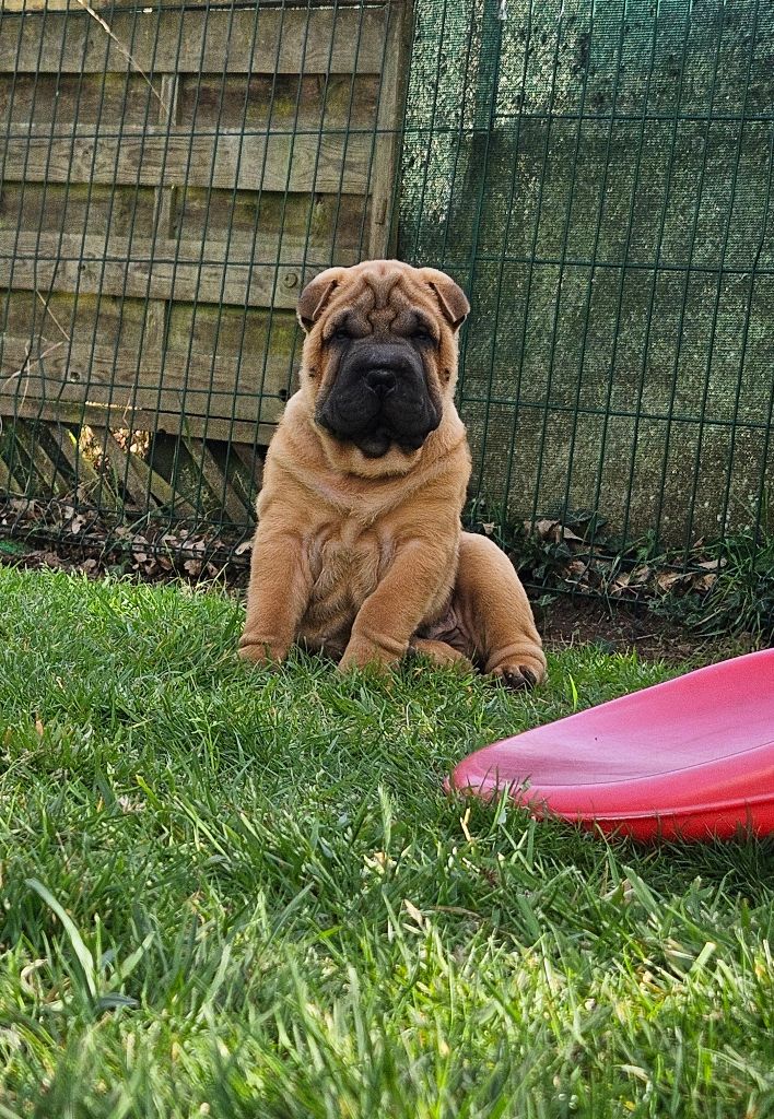 Des Fleurs De Chao Ling - Chiots disponibles - Shar Pei