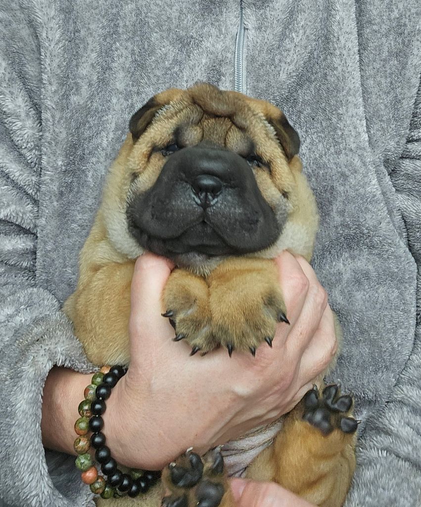 Des Fleurs De Chao Ling - Chiots disponibles - Shar Pei