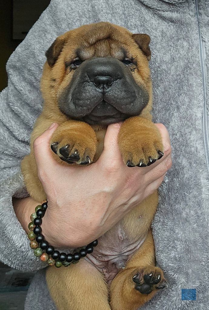 Des Fleurs De Chao Ling - Chiots disponibles - Shar Pei